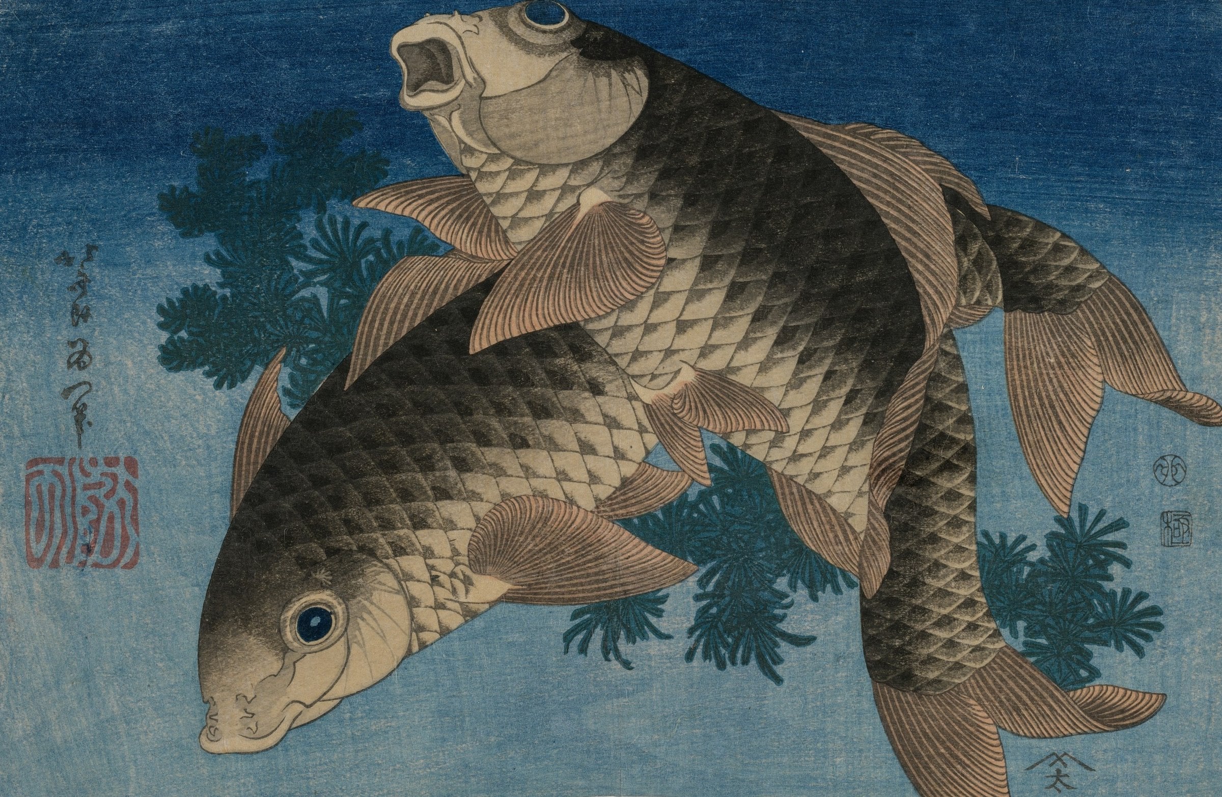 Two large carp with detailed scales swim among dark green water plants on a deep blue ground.