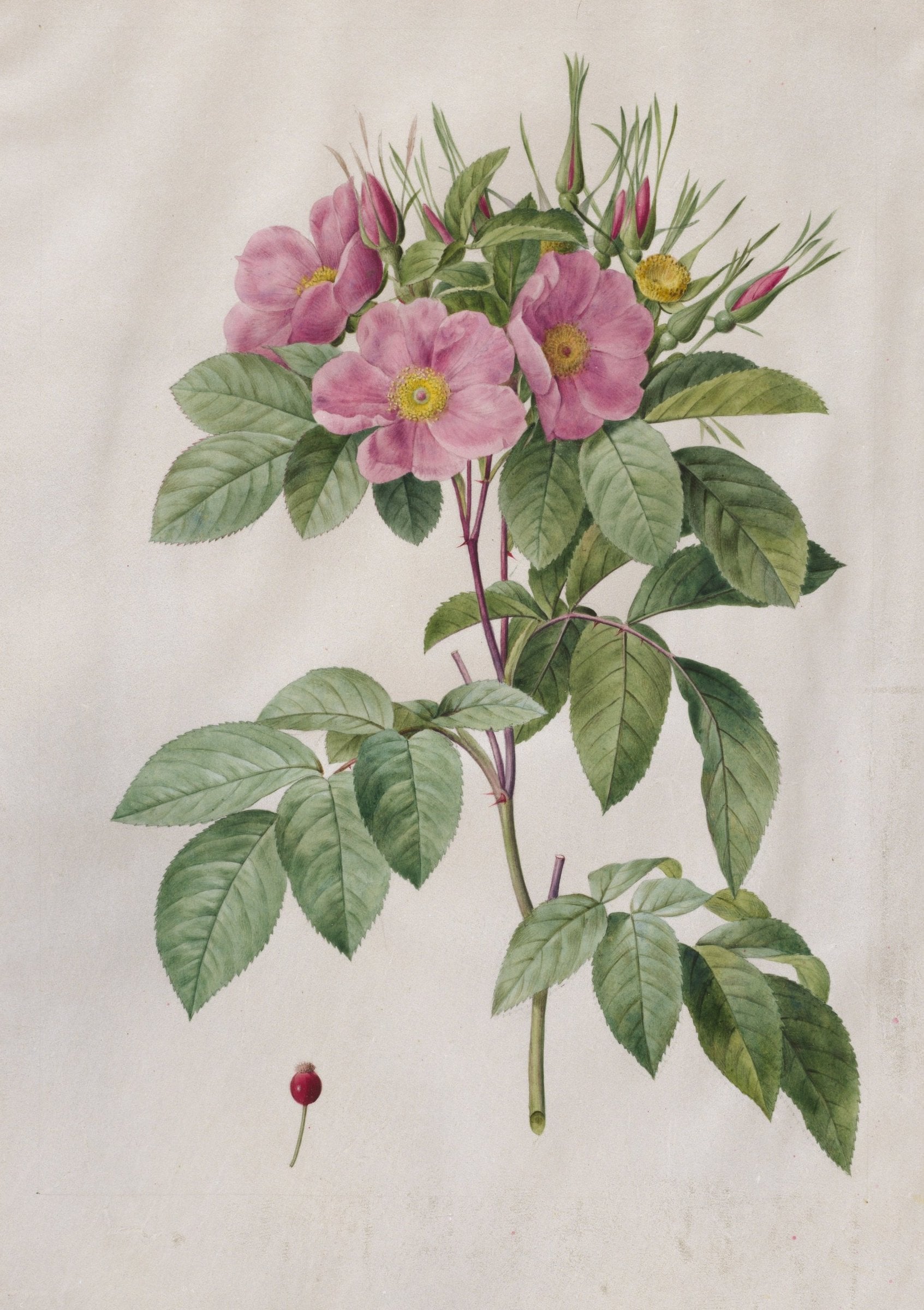A single stem of pink wild roses with buds and green leaves on a clean pale background.