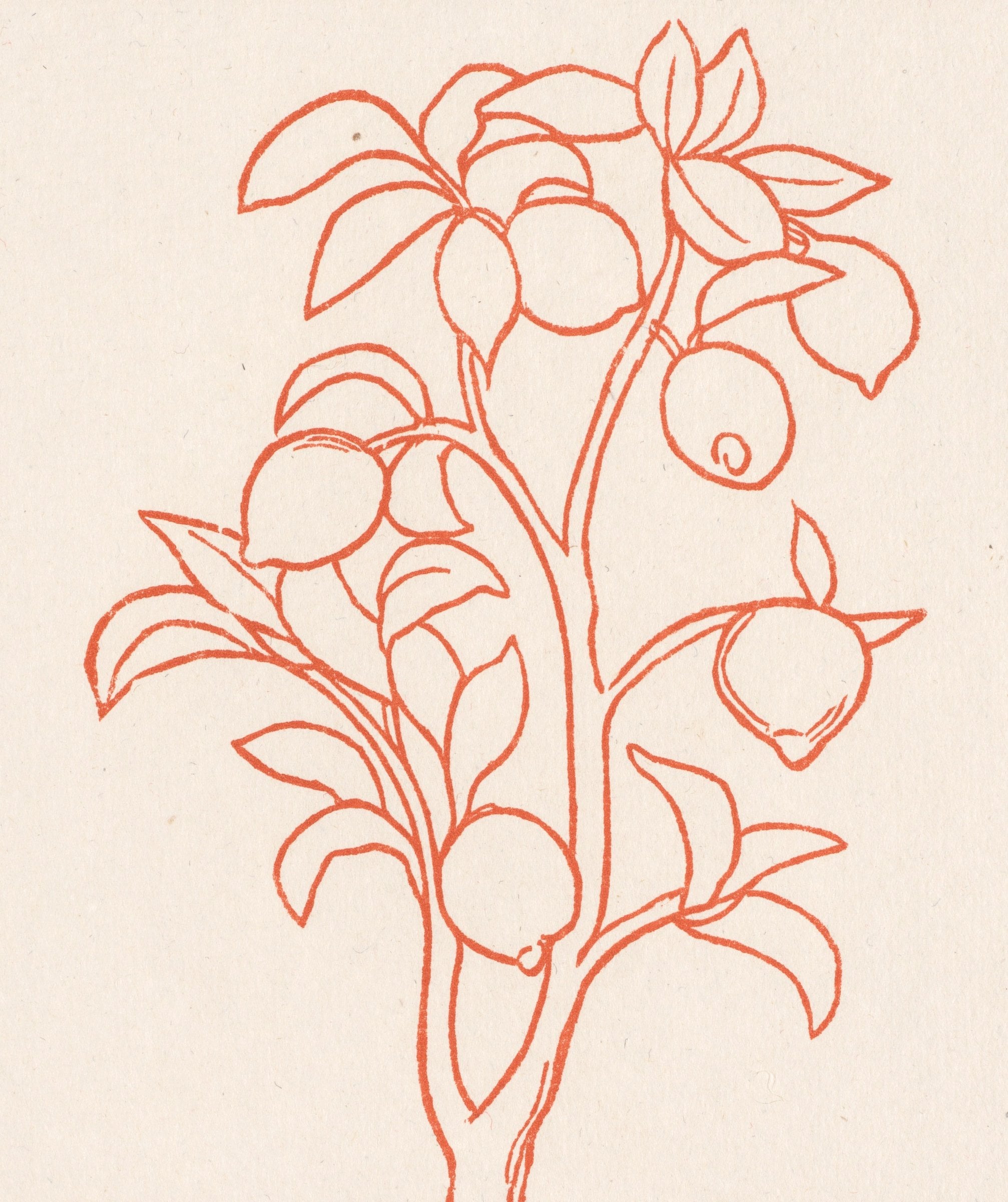 A coral-red line drawing of a lemon branch with leaves and round fruit on warm cream paper.