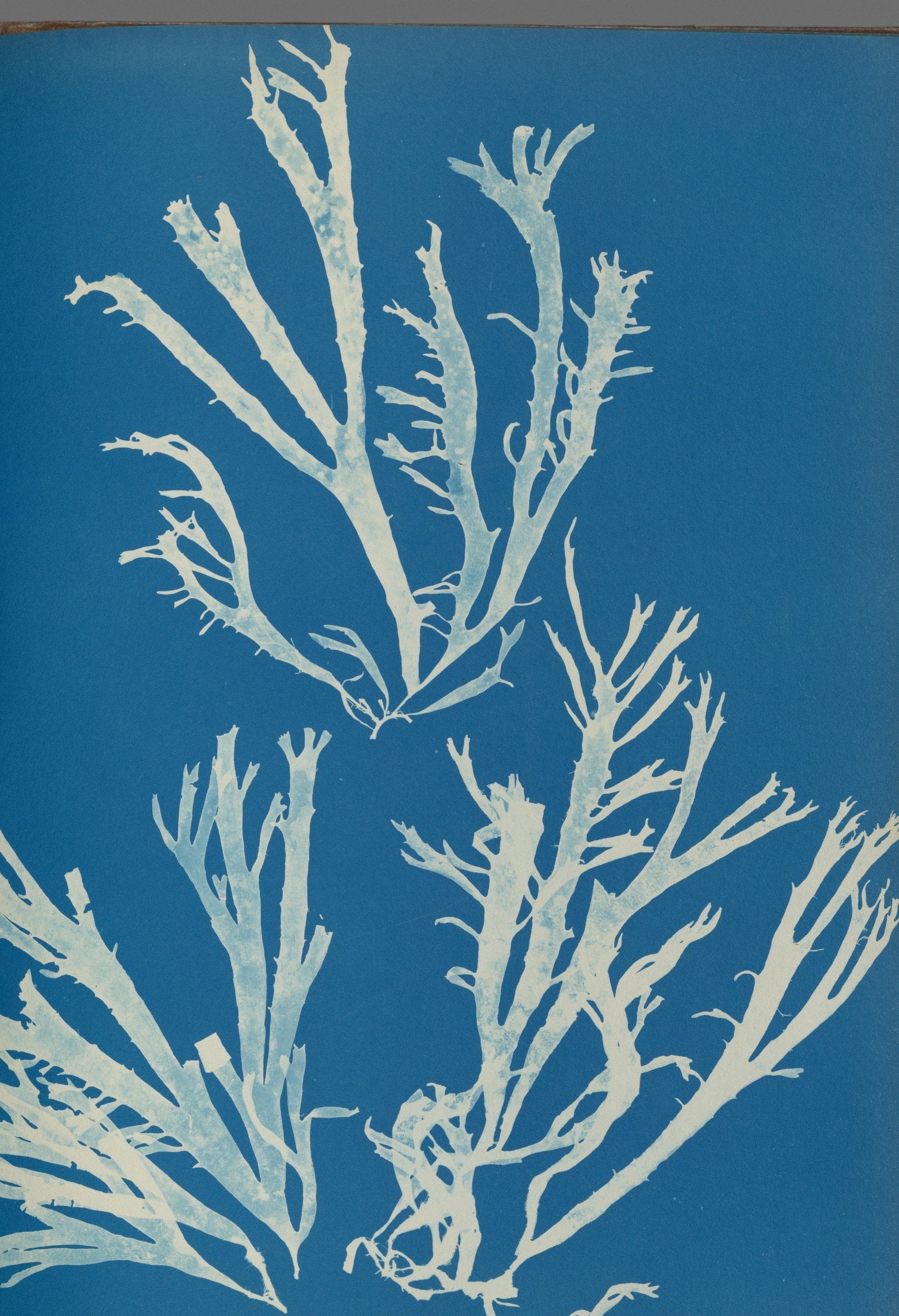 Pale branching seaweed shapes in white against a rich cobalt-blue ground.